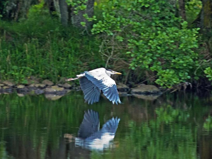 Herons Rest Drumnadrochit Exteriör bild